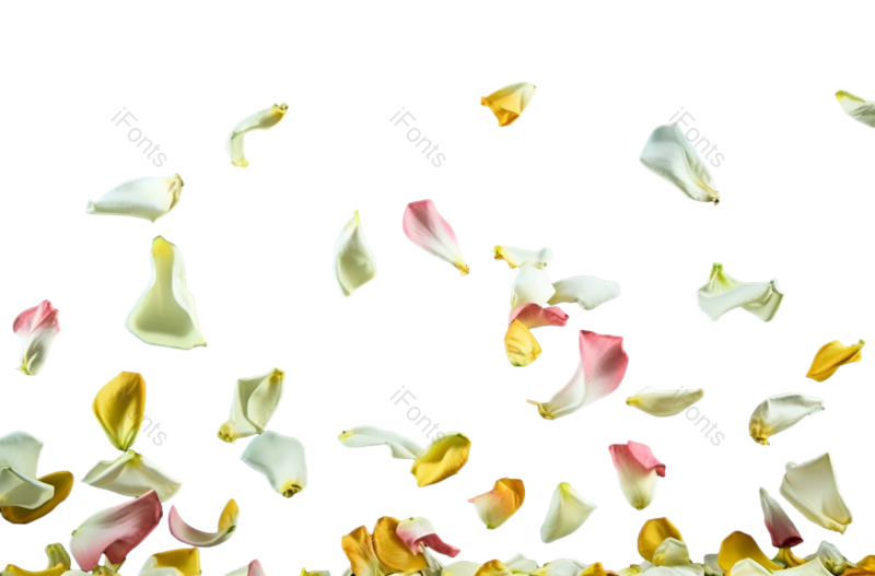 装饰图片,花瓣装饰元素,520PNG,白色免抠素材